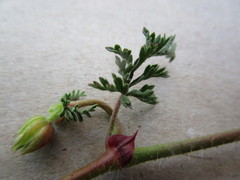 Pelargonium multicaule