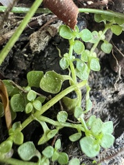 Callitriche muelleri