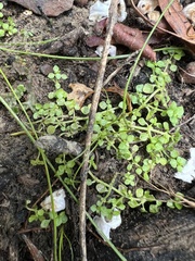 Callitriche muelleri