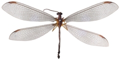Austronymphes
