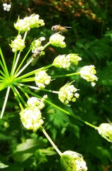 Chaerophyllum temulum
