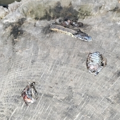 Thamnophis sirtalis semifasciatus