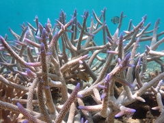 Acropora muricata