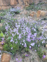Heliophila juncea