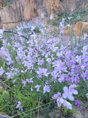 Heliophila juncea