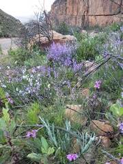 Heliophila juncea