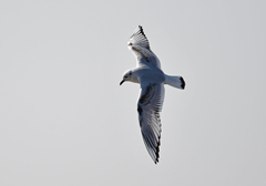 Saundersilarus saundersi