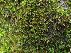 Rhynchostegium murale