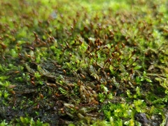 Rhynchostegium murale