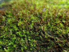 Rhynchostegium murale