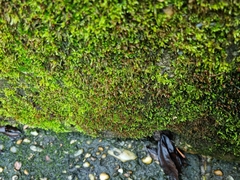 Rhynchostegium murale