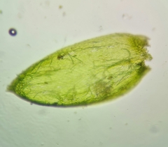 Rhynchostegium murale