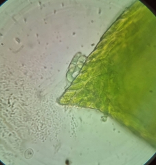 Rhynchostegium murale