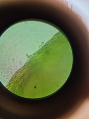 Rhynchostegium murale