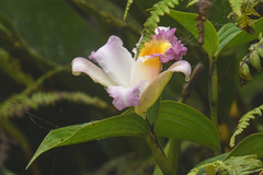 Sobralia ecuadorana