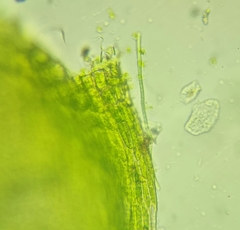 Rhynchostegium murale