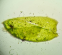 Rhynchostegium murale