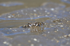 Macrophthalmus banzai