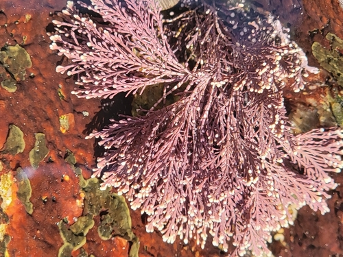 Common Coralline