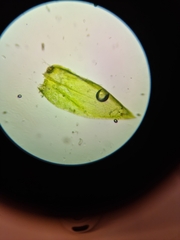 Rhynchostegium murale