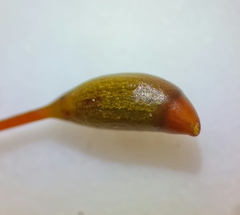 Rhynchostegium murale