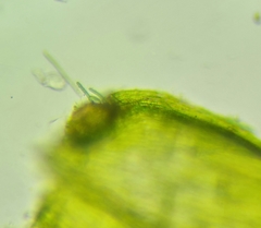 Rhynchostegium murale