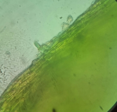 Rhynchostegium murale