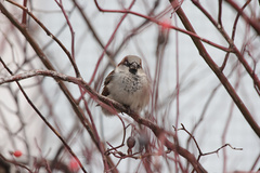 Passer domesticus