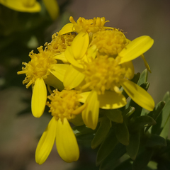 Euryops tysonii