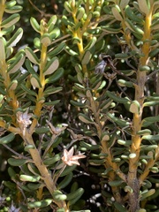 Olearia cymbifolia