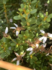 Olearia cymbifolia