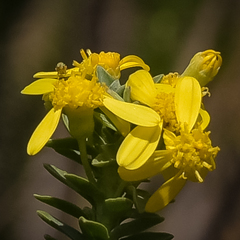 Euryops tysonii