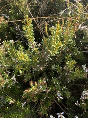 Olearia cymbifolia