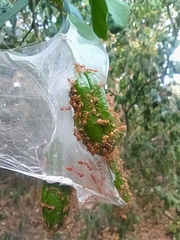 Oecophylla longinoda