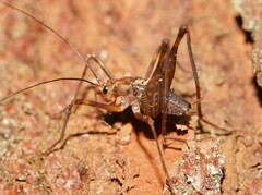 Macropathinae