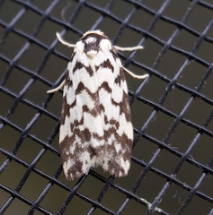 Goniosema anguliscripta