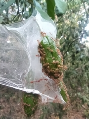 Oecophylla longinoda