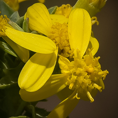Euryops tysonii