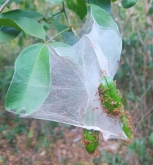 Oecophylla longinoda