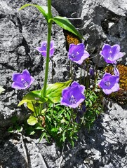 Campanula cochleariifolia