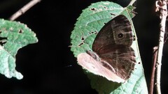 Mycalesis mineus
