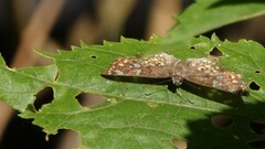 Caprona ransonnettii