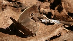 Mycalesis mineus