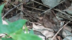 Mycalesis mineus