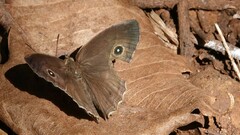 Mycalesis mineus