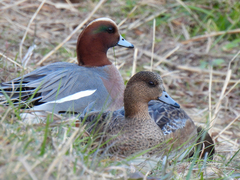 Mareca penelope