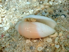 Oliva carneola