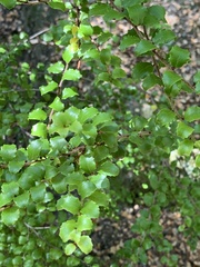 Gaultheria antipoda