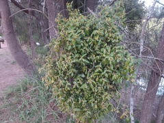 Notothixos subaureus