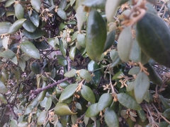 Notothixos subaureus